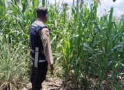 Pengecekan Ketahanan Pangan di Desa Melati Jaya