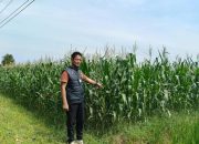 Pengecekan dan Dukungan Ketahanan Pangan di Desa Ulak Buntar