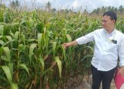 Aipda Octovianus, SH Lakukan Pengecekan Ketahanan Pangan di Desa Sumber Rejo