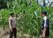 Bhabinkamtibmas Polsek BP Peliung Dukung Program Pangan Nasional