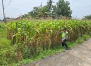 Pengecekan Ketahanan Pangan Jagung di Desa Taraman Jaya