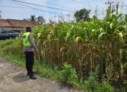 Bhabinkamtibmas Lakukan Pengecekan Ketahanan Pangan di Taraman Jaya