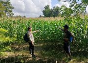 Bhabinkamtibmas Polsek Semendawai Suku III Lakukan Pengecekan Ketahanan Pangan di Desa Karang Endah