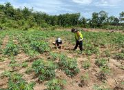 Pengecekan Lahan Ketahanan Pangan di Desa Darmabuana