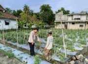 Pengecekan Lahan Ketahanan Pangan di Desa Purwodadi