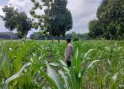 Kasium Polsek BP Peliung Cek Perkembangan Tanaman Jagung