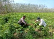 Pengecekan Ketahanan Pangan di Desa Mujorahayu