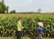 Pengecekan Ketahanan Pangan di Desa Kemuning Jaya