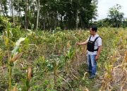 Pengecekan Lahan Ketahanan Pangan di Desa Sumber Jaya