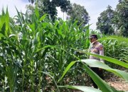 Kasium Polsek BP Peliung Lakukan Kontrol Perkembangan Tanaman Jagung