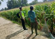 Pengecekan Ketahanan Pangan di Desa Margodadi