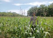 Pengecekan Lahan Ketahanan Pangan di Desa Budi Luhur