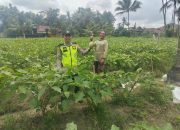 Pengecekan Lahan Pekarangan di Desa Suka Jaya Dukung Program Ketahanan Pangan