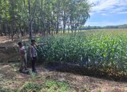 Pengecekan Lahan Ketahanan Pangan di Desa Srijaya Dukung Program Nasional