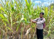 Kanit Bimas Polsek BP Peliung Kontrol Perkembangan Tanaman Jagung