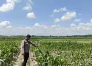 Anggota Polsek Semendawai Suku III Lakukan Pengecekan Tanaman Jagung Program Ketahanan Pangan