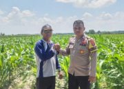 Pengecekan Ketahanan Pangan di Desa Bawang Tikar