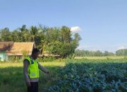 Pengecekan Ketahanan Pangan di Desa Burnai Jaya, Polsek Semendawai Suku III Dukung Program Pertanian