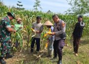 Pengecekan Ketahanan Pangan di Desa Burnai Mulya