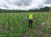 Bhabinkamtibmas Polsek Belitang II Lakukan Pengecekan Lahan Pekarangan untuk Mendukung Ketahanan Pangan