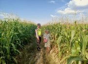 Ka SPK III Polsek Belitang II Lakukan Pengecekan Ketahanan Pangan di Desa Sumber Jaya