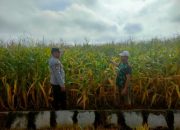 Ka SPK II Polsek Belitang II Lakukan Pengecekan Ketahanan Pangan di Desa Sumber Sari