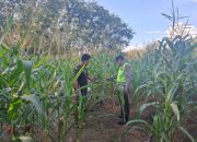 Pengecekan Ketahanan Pangan di Desa Budi Luhur