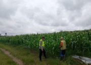 Pengecekan Lahan Jagung oleh Polsek Semendawai Suku III