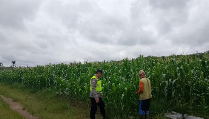 Pengecekan Lahan Jagung oleh Polsek Semendawai Suku III