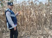 Pengecekan Lahan Pertanian Jagung dalam Rangka Mendukung Ketahanan Pangan Nasional
