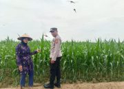 Kanit Binmas Polsek Belitang II Lakukan Pengecekan Ketahanan Pangan di Desa Sumber Harapan