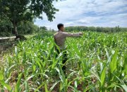 Kanit Bimas Polsek BP Peliung Cek Perkembangan Tanaman Jagung di Lahan Ketahanan Pangan