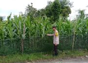 Bhabinkamtibmas Polsek Belitang II Lakukan Pengecekan Ketahanan Pangan di Desa Mulyasari