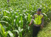 Anggota Polsek Belitang II Lakukan Pengecekan Ketahanan Pangan di Desa Purworejo