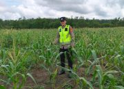 Bhabinkamtibmas Polsek Belitang II Lakukan Pengecekan Lahan Pekarangan di Desa Ulak Buntar