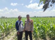 Pengecekan Tanaman Jagung oleh Bripka Setiono: Dukungan Nyata untuk Ketahanan Pangan
