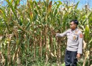 Polsek BP Peliung Dukung Program Pangan Nasional dengan Kontrol Pertumbuhan Jagung
