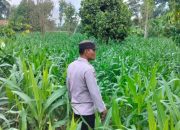 Anggota Polsek BP Peliung Kontrol Perkembangan Tanaman Jagung