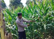 Kanit Binmas Polsek BP Peliung Kontrol Perkembangan Jagung