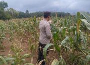 Bhabinkamtibmas Polsek BP Peliung Dukung Program Pangan Nasional dengan Kontrol Pertumbuhan Jagung