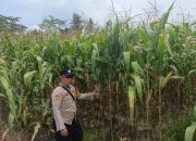 Bhabinkamtibmas Purwodadi Lakukan Pengecekan Lahan Pekarangan untuk Dukung Program Ketahanan Pangan