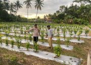 Aipda I Putu Superdianto Lakukan Pengecekan Lahan Ketahanan Pangan di Desa Darmabuana