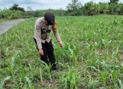 Bhabinkamtibmas Polsek BP Peliung Dukung Program Pangan Nasional