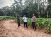 Polsek Belitang II Dukung Ketahanan Pangan dengan Pengecekan Lahan Jagung