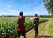 Polsek Belitang II Dukung Ketahanan Pangan dengan Tanam Jagung di Desa Karang Jaya