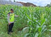 Polsek Belitang II Dukung Ketahanan Pangan dengan Tanam Jagung di Desa Karang Jaya