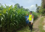 Ka Spk 2 Polsek Belitang II Lakukan Pengecekan Ketahanan Pangan di Desa Sumber Makmur