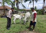 Ka SPK III Polsek Belitang II Lakukan Pengecekan Ketahanan Pangan Peternakan Sapi di Desa Darma Buana