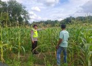 PS Kanit Samapta Polsek Belitang II Lakukan Pengecekan Ketahanan Pangan di Desa Budi Luhur