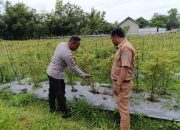 Kanit Binmas Polsek Belitang II Lakukan Pengecekan Ketahanan Pangan di Desa Sumber Harapan